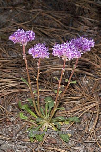 calyptridium monospermum 4 graphic